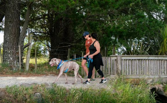Two people walking a dog next to a bridge on the Greytown to Woodside trail.