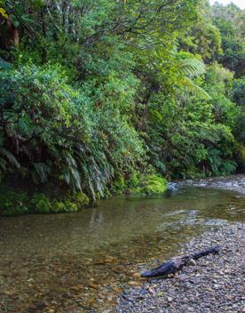 The screen locations of Catchpool Valley, with the river, lush bush,  forest, and grassland.