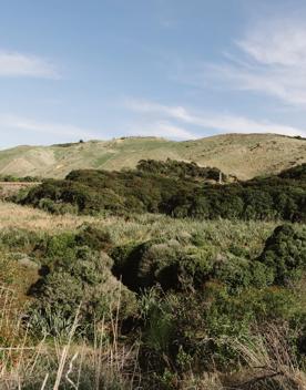 The view of rolling grassy hills, and native New Zealand bush under a blue sly with scattered white clouds from the Ara Harakeke Path.