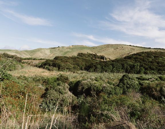 The view of rolling grassy hills, and native New Zealand bush under a blue sly with scattered white clouds from the Ara Harakeke Path.