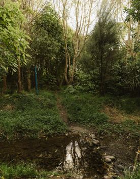 A section of the Te Ara Ramaroa Trail in Whareroa Farm Recreation Reserve. The green grass and flax trees shape the path.