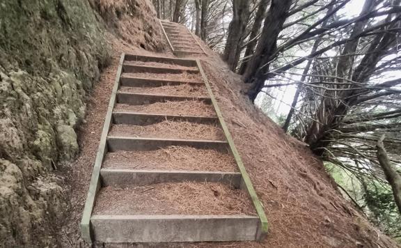 Large wooden steps covered in pine needles.