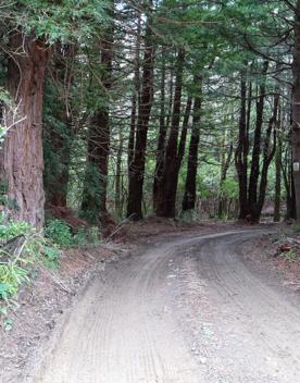 The Kiriwhakapapa Road Tararua Forest Park screen location, featuring walking trails and campsite opportunities in wild, natural landscapes.