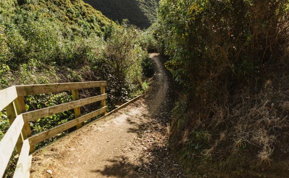 A section of the Wētā mountain bike track in Belmont Regional Park. The dirt track winds around burms, and through gorse bush.