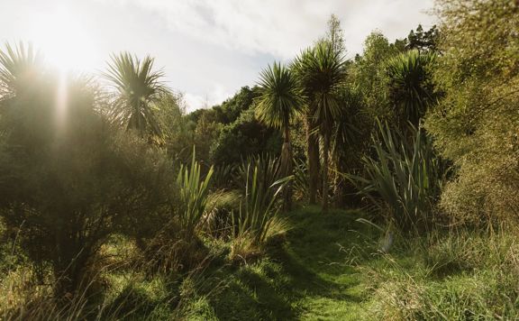 A section of the Te Ara Ramaroa Trail in Whareroa Farm Recreation Reserve. The green grass and flax trees shape the path.