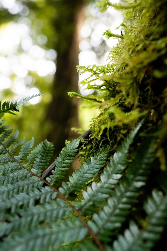 A green fern frond sits against a mossy tree.