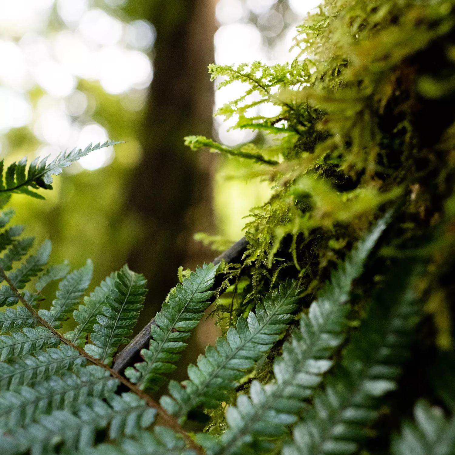 A green fern frond sits against a mossy tree.