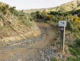 A section of the Wētā mountain bike track in Belmont Regional Park. The dirt track winds around burms, and through gorse bush.