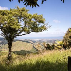 A single tree sits in front of a vast view of Waikanae beach.