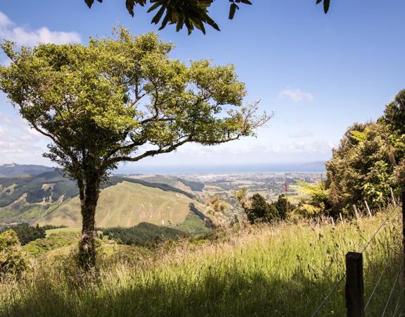 A single tree sits in front of a vast view of Waikanae beach.