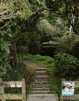 Howard Road trail, a walk through native bush with views of the Wellington Harbour.