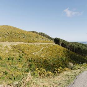 The Borderline trail in Belmont Regional Park, a gravel and grass trail down grassy hills.