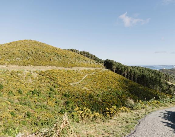 The Borderline trail in Belmont Regional Park, a gravel and grass trail down grassy hills.