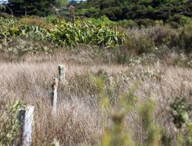 A site of significant conservation value, the estuary is easily accessible in Porirua. A 30-minute drive from the capital, the Pāuatahanui Inlet is a large estuary surrounded by a wildlife reserve.