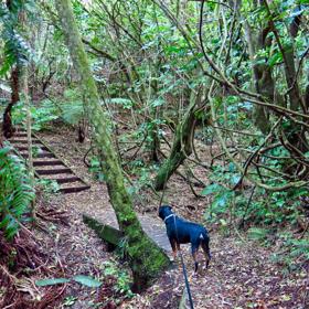 A dog on a leash going over a boardwalk on Redwood Bush Loop in Tawa.