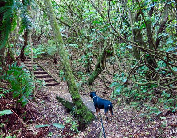 A dog on a leash going over a boardwalk on Redwood Bush Loop in Tawa.