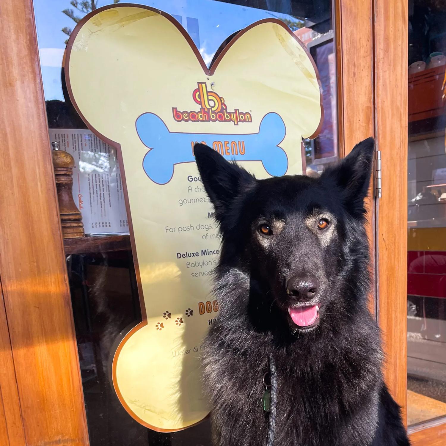 A black shaggy dog with brown eyes sitting in front of the doors at Beach Babylon café in Oriental Bay in Wellington. 