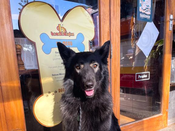 A black shaggy dog with brown eyes sitting in front of the doors at Beach Babylon café in Oriental Bay in Wellington. 