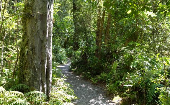 The native bush surrounding the path in the Donnelly FLat loop walk.