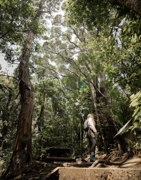 A person walking up a set of stairs on the Wilkinson Track on Kapiti Island.