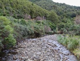 The Kiriwhakapapa Road Tararua Forest Park screen location, featuring walking trails and campsite opportunities in wild, natural landscapes.