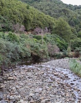 The Kiriwhakapapa Road Tararua Forest Park screen location, featuring walking trails and campsite opportunities in wild, natural landscapes.