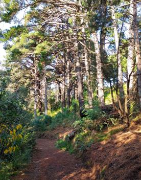 The screen location of Mount Victoria Town Belt, with lush green native bush and panoramic views across Wellington.