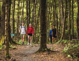 4 people walking amongst the trees on the Kowhai Street Track to Butterfly Creek.