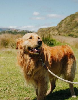 A golden retreiver dog looks off camera with its mouth open and a lead on, with Te Onepoto Loop Track behind it.