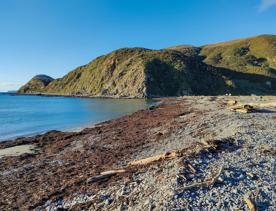 A quaint seaside village at the base of dramatic cliffs, Mākara is just 30 minutes from Wellington’s city centre. On its rugged western coast is a seaside village and a gently sloping, stony beach.