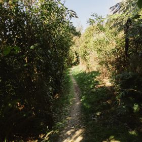 A narrow hiking trail shadowed by bushes and trees.