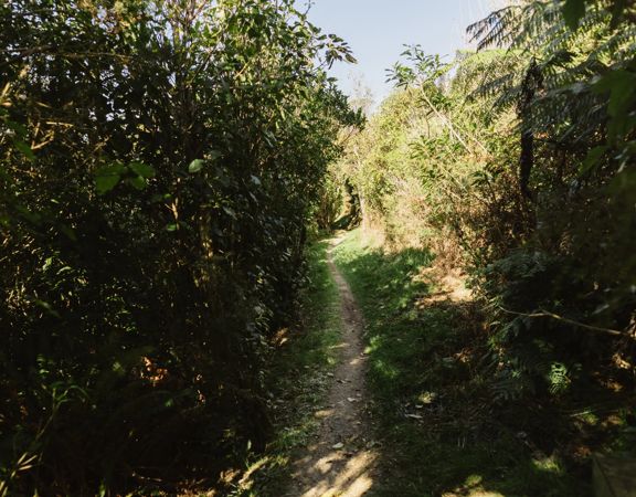 A narrow hiking trail shadowed by bushes and trees.