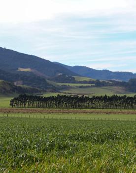 The rural Western Lake road, which connects the Remutaka Range to Lake Wairarapa, features lush green fields and mountains.