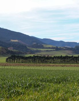 The rural Western Lake road, which connects the Remutaka Range to Lake Wairarapa, features lush green fields and mountains.