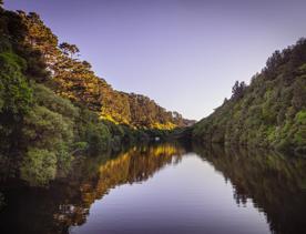 The Zealandia reservoir is surrounded by lush, dense bush at twilight.