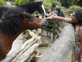 A person patting a horse over the wooden fence at Staglands.