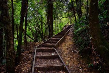 A wooden stairway in the forest.