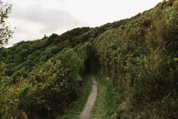 Narrow trail leading up through a section of dense bush.