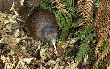 A native Kiwi bird rustling amongst leaves and fern inside Ngā Manu Nature Reserve in Kāpiti Coast.