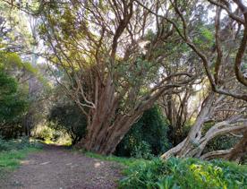 The screen location of Mount Victoria Town Belt, with lush green native bush and panoramic views across Wellington.