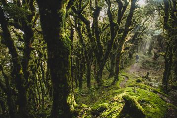 Person walking on a trail surrounded by a dense forest of moss covered trees.