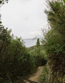 A section of the Cheviot Road Track in Eastbourne. There is mature native bush with plenty of shade.