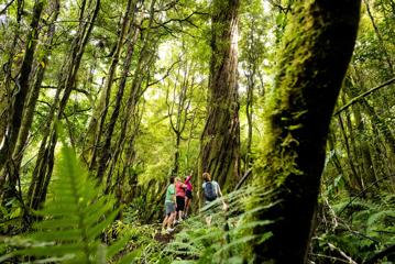 A family looking at a large tree inside Kaitoke Regional Park.