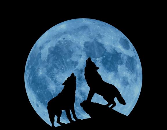 The silhouettes of two wolves howling in front of a blue full moon.