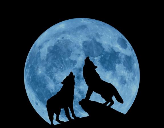 The silhouettes of two wolves howling in front of a blue full moon. 