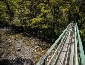 3 people walking along a swing bridge on the Atiwhakatu track in Tararua Forest Park.