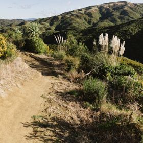 A section of the Wētā mountain bike track in Belmont Regional Park. The dirt track winds around burms, and through gorse bush.