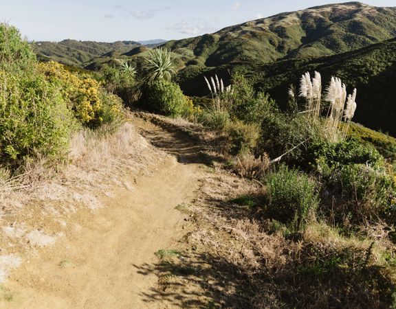 A section of the Wētā mountain bike track in Belmont Regional Park. The dirt track winds around burms, and through gorse bush.