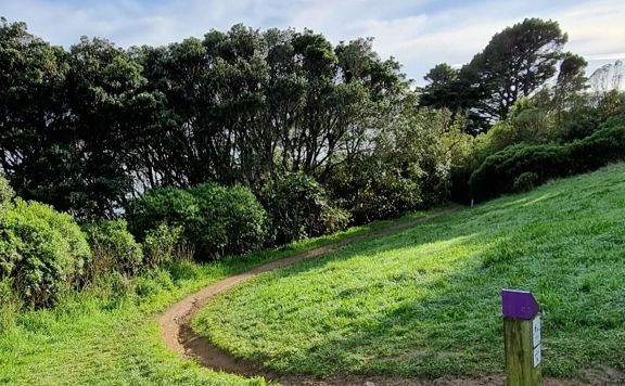 Pathway in the grass on the Mount Victoria Lookout walkway next to a purple trail marker.