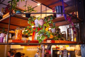 A close up of a plant inside Graze Wine Bar on the shelves above the bar.